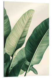 Gallery Print Strelizie