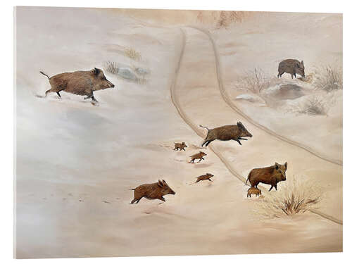 Acrylglasbild Familie Wildschwein im Schnee