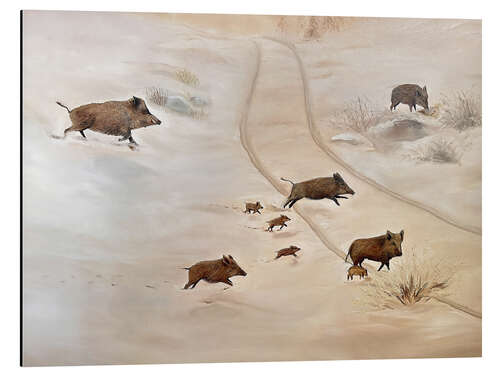 Aluminiumsbilde Wild boar family in the snow