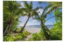 Acrylglas print Sea view through the palm trees - Jan Christopher Becke