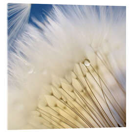 Tableau en verre acrylique Dandelion Magic - Ludger Föster