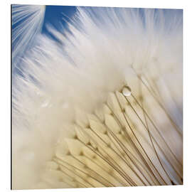 Cuadro de aluminio Dandelion Magic - Ludger Föster