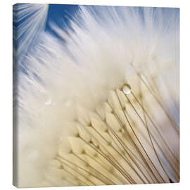 Tableau sur toile Dandelion Magic - Ludger Föster