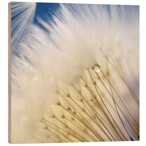 Cuadro de madera Dandelion Magic