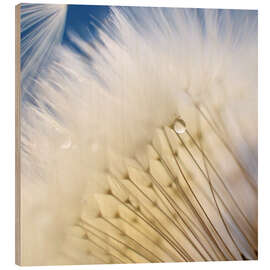 Cuadro de madera Dandelion Magic - Ludger Föster