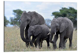 Alubild Dickhäuter Trio - GUGIGEI