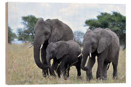 Puutaulu Pachyderm Trio - GUGIGEI