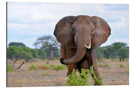 Alubild Elefantenbulle