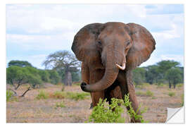 Wandsticker Elefantenbulle