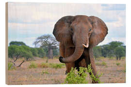 Puutaulu Bull elephant - GUGIGEI