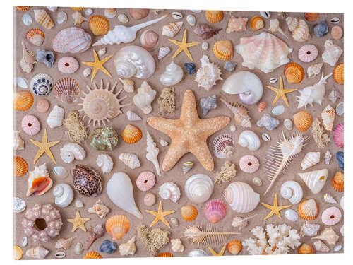 Acrylglasbild Sammlung von Muscheln