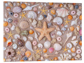 Acrylglasbild Sammlung von Muscheln - Assaf Frank