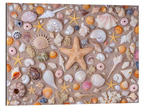 Cuadro de aluminio Collection of seashells