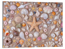 Cuadro de aluminio Collection of seashells - Assaf Frank