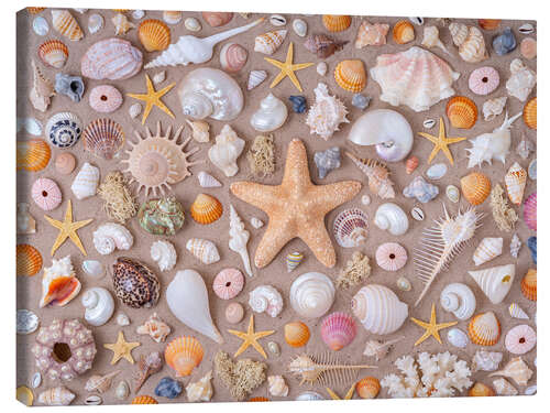 Obraz na płótnie Collection of seashells
