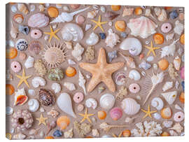 Obraz na płótnie Collection of seashells - Assaf Frank