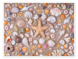 Wandbild Sammlung von Muscheln - Assaf Frank