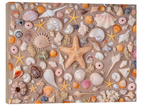 Cuadro de madera Collection of seashells