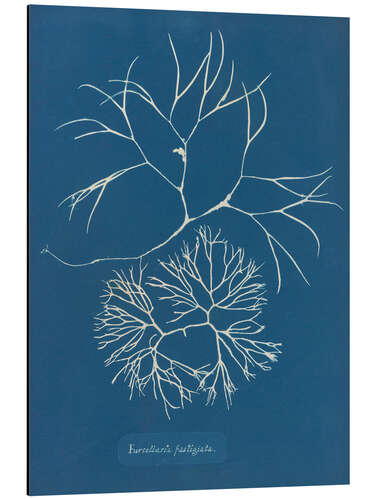 Alumiinitaulu Blue Prints - Furcellaria fastigiata
