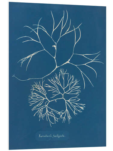 Obraz na PCV Blue Prints - Furcellaria fastigiata