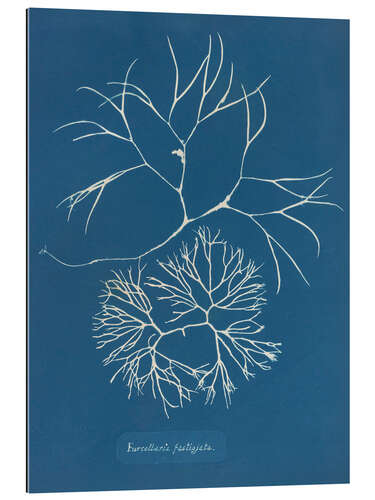 Gallery print Blue Prints - Furcellaria fastigiata