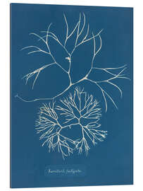 Cuadro de plexi-alu Blue Prints - Furcellaria fastigiata