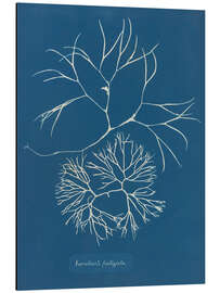 Magnettafel Blue Prints - Furcellaria fastigiata