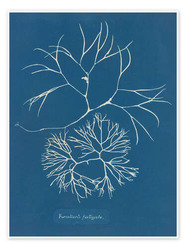 Plakat Blue Prints - Furcellaria fastigiata