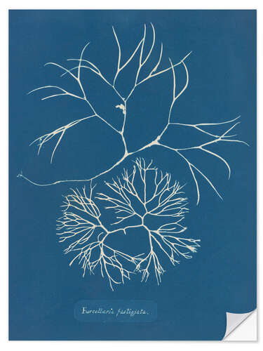 Wall sticker Blue Prints - Furcellaria fastigiata