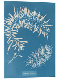 Akrylbilde Blue Prints - Sargassum Plumosum