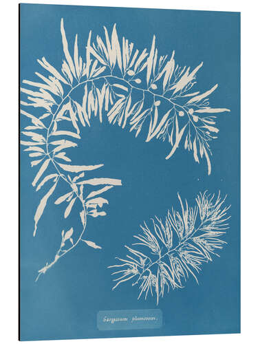 Aluminium print Blue Prints - Sargassum Plumosum