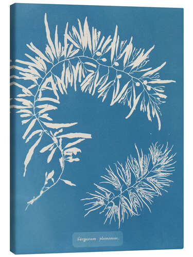 Canvas print Blue Prints - Sargassum Plumosum