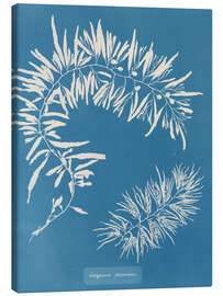 Leinwandbild Blue Prints - Sargassum Plumosum