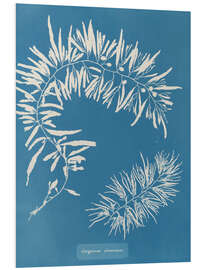 Stampa su PVC Blue Prints - Sargassum Plumosum