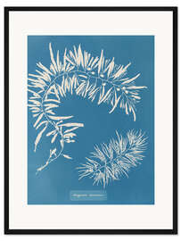 Gerahmter Kunstdruck Blue Prints - Sargassum Plumosum - Anna Atkins