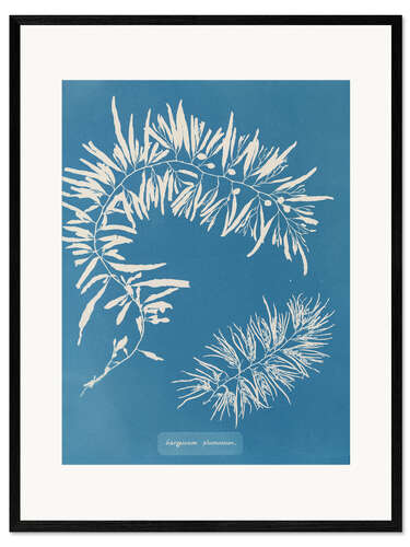Framed art print Blue Prints - Sargassum Plumosum