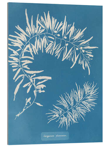 Cuadro de plexi-alu Blue Prints - Sargassum Plumosum