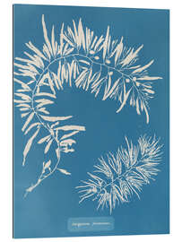 Cuadro de plexi-alu Blue Prints - Sargassum Plumosum