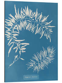 Magnettafel Blue Prints - Sargassum Plumosum