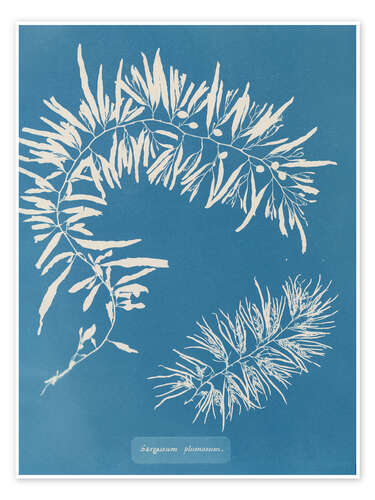 Juliste Blue Prints - Sargassum Plumosum