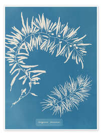 Poster Blue Prints - Sargassum Plumosum