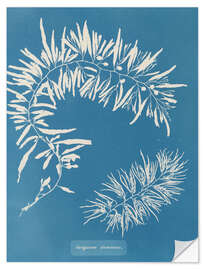 Vinilo para la pared Blue Prints - Sargassum Plumosum