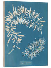 Wood print Blue Prints - Sargassum Plumosum