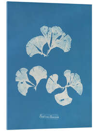 Acrylglasbild Blue prints - Padina Pavonia