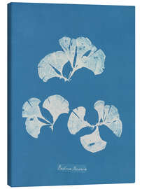 Canvas print Blue prints - Padina Pavonia