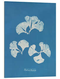 Cuadro de plexi-alu Blue prints - Padina Pavonia