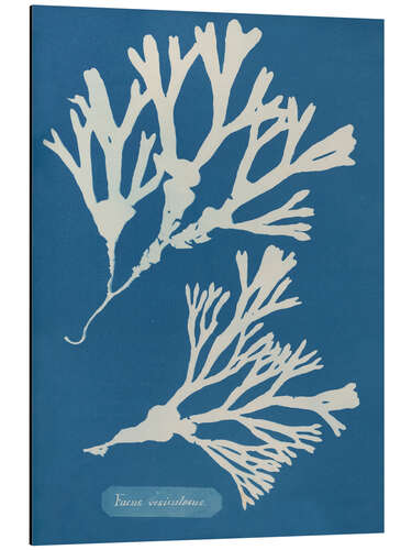 Aluminium print Blue Prints - Fucus vesiculosus