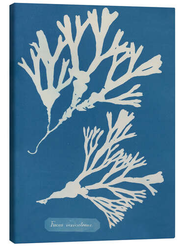 Canvas print Blue Prints - Fucus vesiculosus