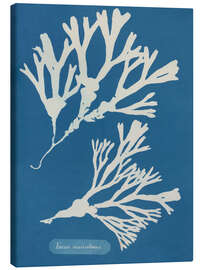 Leinwandbild Blue Prints - Fucus vesiculosus