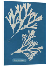 Stampa su PVC Blue Prints - Fucus vesiculosus